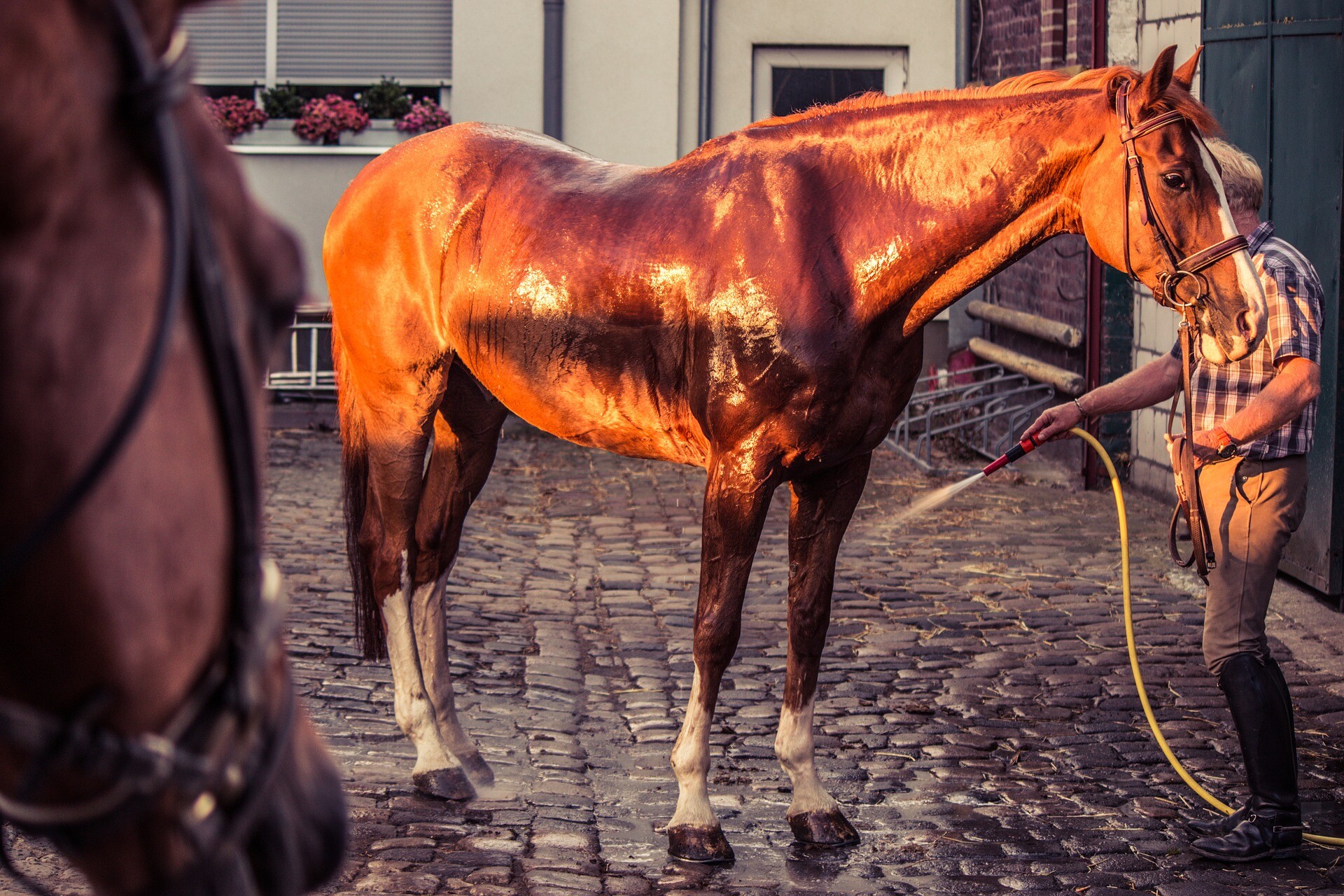 La cura e l'igiene del cavallo - Farmavet Roma Srl